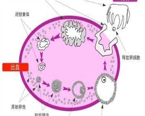 子宫萎缩的原因